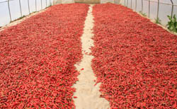 Drying Hungarian paprika